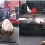 Indignación por crueldad animal contra un toro en Orizaba