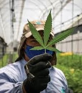 Día Mundial de la Marihuana